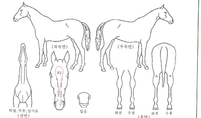 ¿ì½Â¸¶Â÷ÀÇ Ãø¸é,¿ì¸é,µÞ¸é,µÎ»ó,´Ù¸®ÀÇ Æ¯Â¡µµÇØ