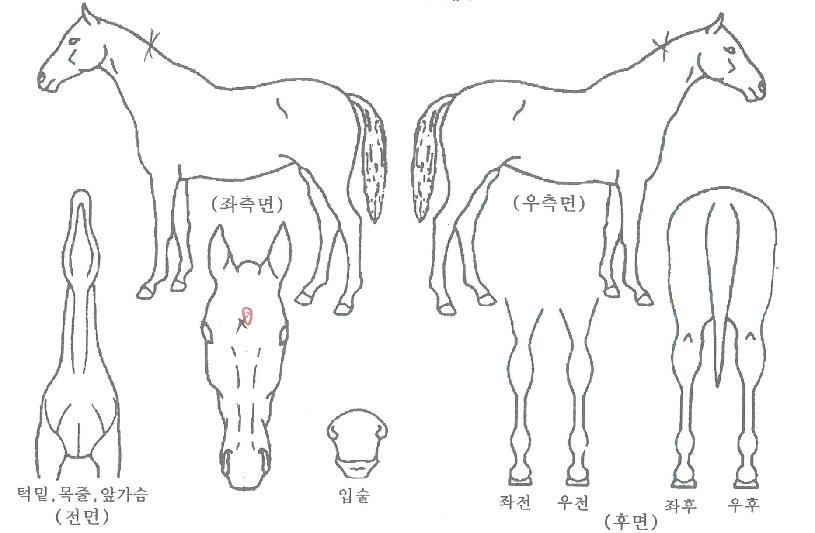 °¥ÀÙÀÇ Ãø¸é,¿ì¸é,µÞ¸é,µÎ»ó,´Ù¸®ÀÇ Æ¯Â¡µµÇØ
