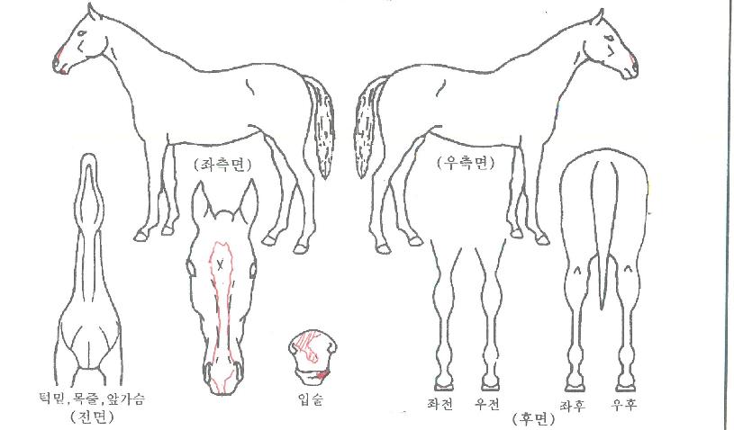 Ʈ��ñ״�ó�� ����,���,�޸�,�λ�,�ٸ��� Ư¡����