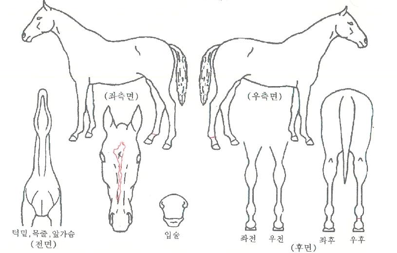 ½ºÀ§Æ®¸Þ¸®Æ¼ÀÚ¸¶ÀÇ Ãø¸é,¿ì¸é,µÞ¸é,µÎ»ó,´Ù¸®ÀÇ Æ¯Â¡µµÇØ