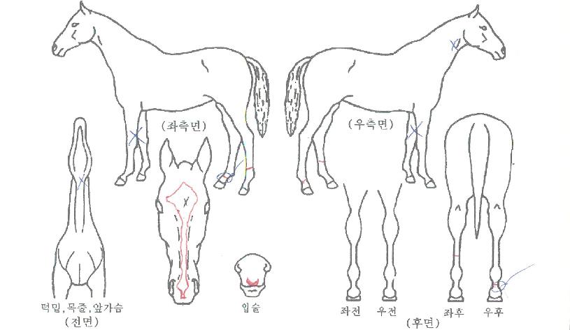 �ݾ��κ󼭺��� ����,���,�޸�,�λ�,�ٸ��� Ư¡����