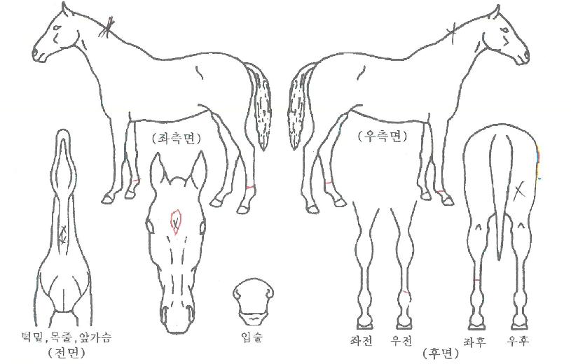 ����Ʈ���� ����,���,�޸�,�λ�,�ٸ��� Ư¡����