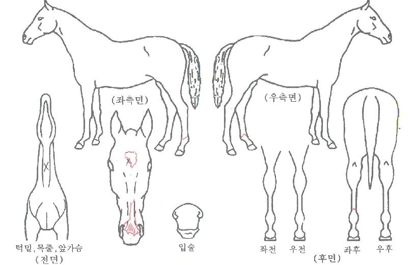 ¶ó¿Â¾Æ·¹½ºÀÇ Ãø¸é,¿ì¸é,µÞ¸é,µÎ»ó,´Ù¸®ÀÇ Æ¯Â¡µµÇØ