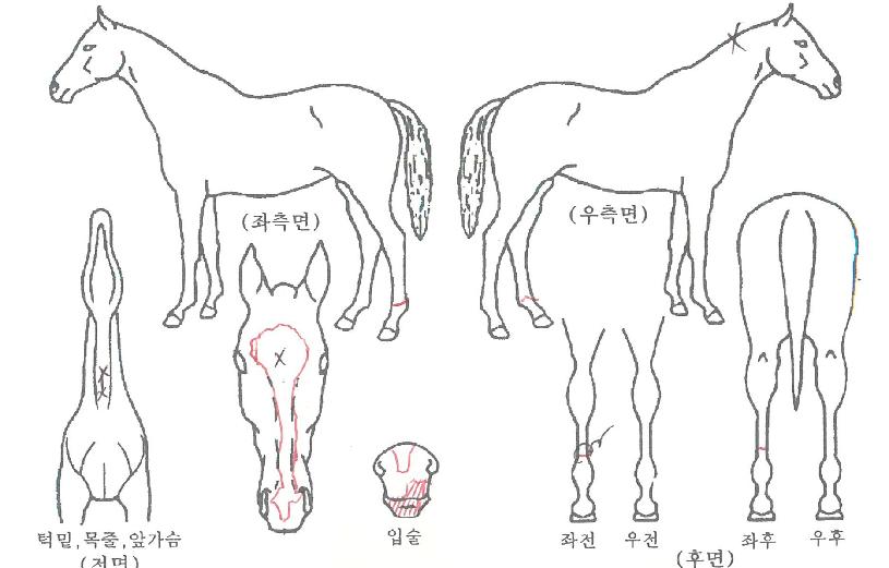 ��½����� ����,���,�޸�,�λ�,�ٸ��� Ư¡����