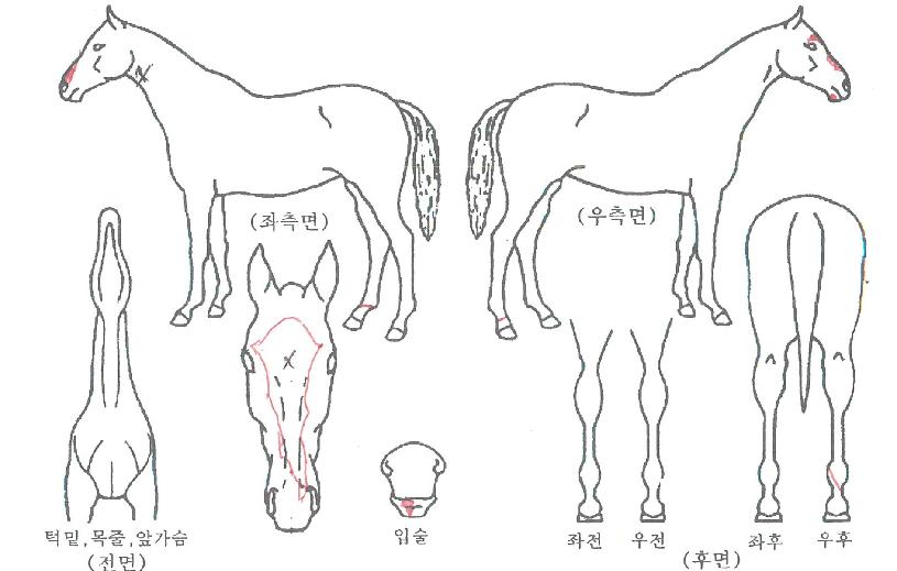 ���̾�ų���� ����,���,�޸�,�λ�,�ٸ��� Ư¡����