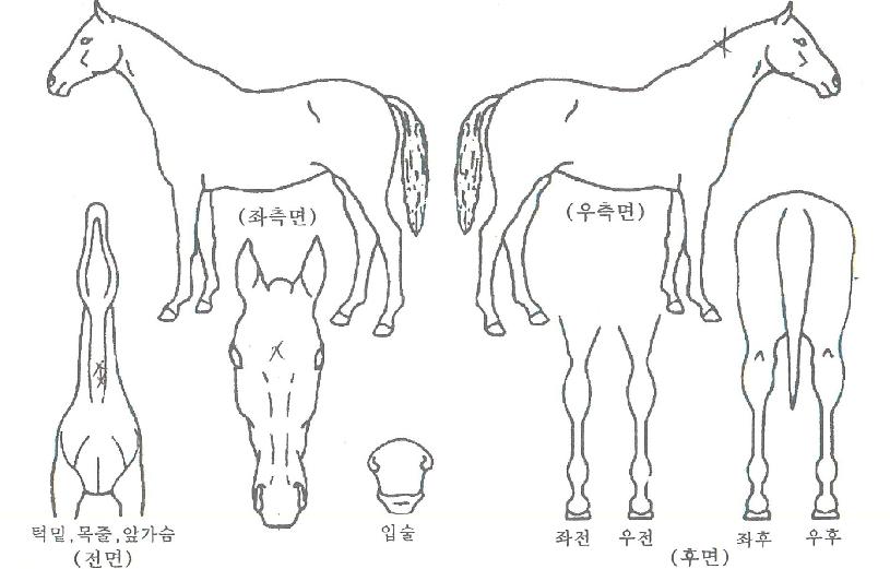 ¾Æ¸¶Á¸¿©°ÉÀÇ Ãø¸é,¿ì¸é,µÞ¸é,µÎ»ó,´Ù¸®ÀÇ Æ¯Â¡µµÇØ