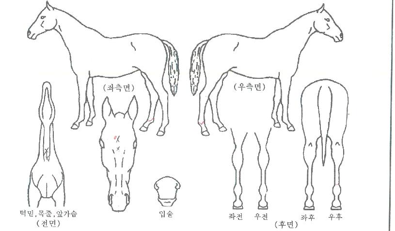 Ʈ�����ݷ����� ����,���,�޸�,�λ�,�ٸ��� Ư¡����