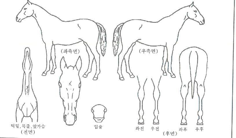 º»¿£Á©ÀÇ Ãø¸é,¿ì¸é,µÞ¸é,µÎ»ó,´Ù¸®ÀÇ Æ¯Â¡µµÇØ