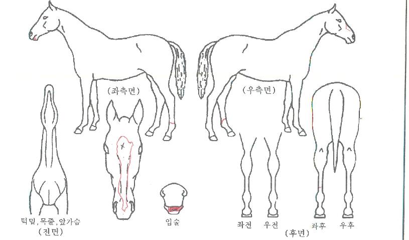 �νŴ��ڸ��� ����,���,�޸�,�λ�,�ٸ��� Ư¡����