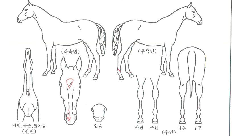 ÆÄÀÎÆ®·³ÆêÀÇ Ãø¸é,¿ì¸é,µÞ¸é,µÎ»ó,´Ù¸®ÀÇ Æ¯Â¡µµÇØ