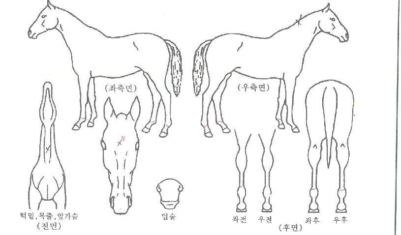 ŵ��Ĺ�ڸ��� ����,���,�޸�,�λ�,�ٸ��� Ư¡����