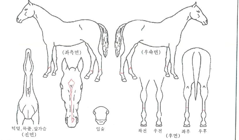 ¿ïÆ®¶óÆÄ¿öÀÇ Ãø¸é,¿ì¸é,µÞ¸é,µÎ»ó,´Ù¸®ÀÇ Æ¯Â¡µµÇØ