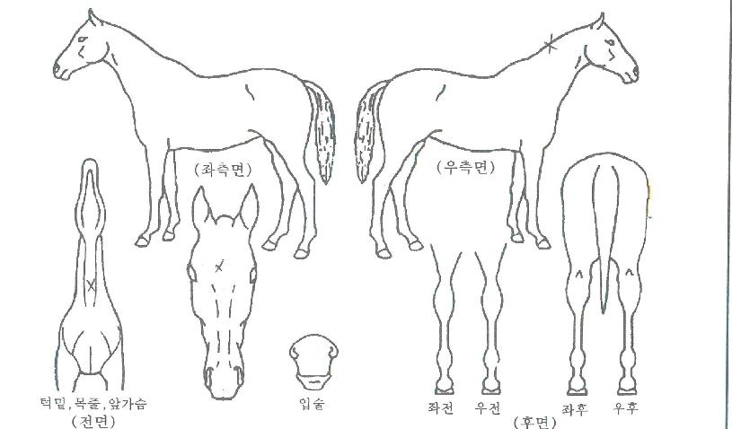 �׸��������� ����,���,�޸�,�λ�,�ٸ��� Ư¡����
