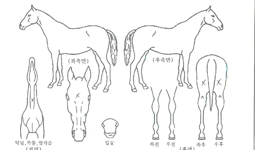 ¸¶ÀÌ´õ½ºÆÄÅ©ÀÇ Ãø¸é,¿ì¸é,µÞ¸é,µÎ»ó,´Ù¸®ÀÇ Æ¯Â¡µµÇØ