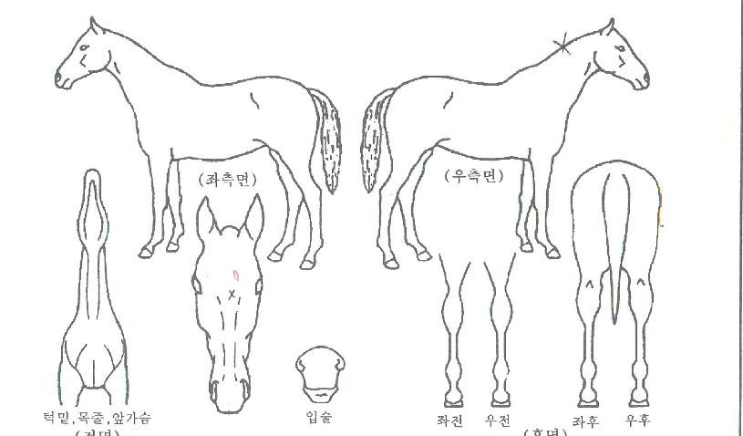 �����ٳ��� ����,���,�޸�,�λ�,�ٸ��� Ư¡����