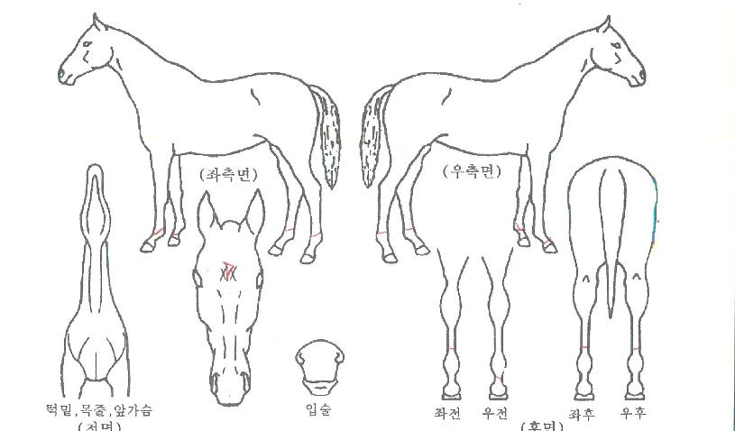 žçÀǸ¶¹ý»çÀÚ¸¶ÀÇ Ãø¸é,¿ì¸é,µÞ¸é,µÎ»ó,´Ù¸®ÀÇ Æ¯Â¡µµÇØ