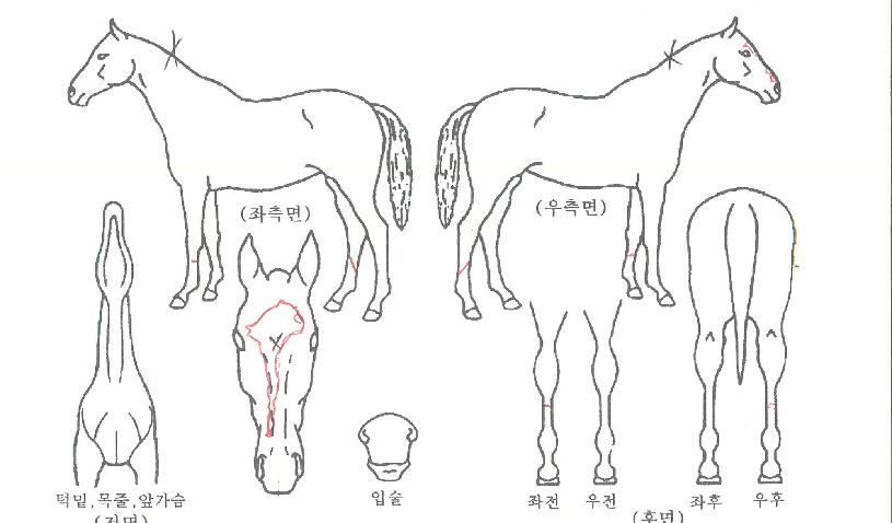 �������ĸ��� ����,���,�޸�,�λ�,�ٸ��� Ư¡����