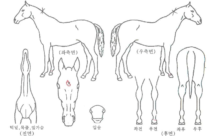 ÃÊ¿ø¹Ì¶óŬÀÇ Ãø¸é,¿ì¸é,µÞ¸é,µÎ»ó,´Ù¸®ÀÇ Æ¯Â¡µµÇØ