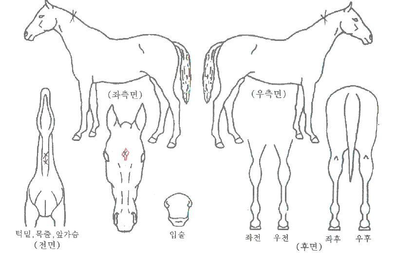 �ʿ������� ����,���,�޸�,�λ�,�ٸ��� Ư¡����