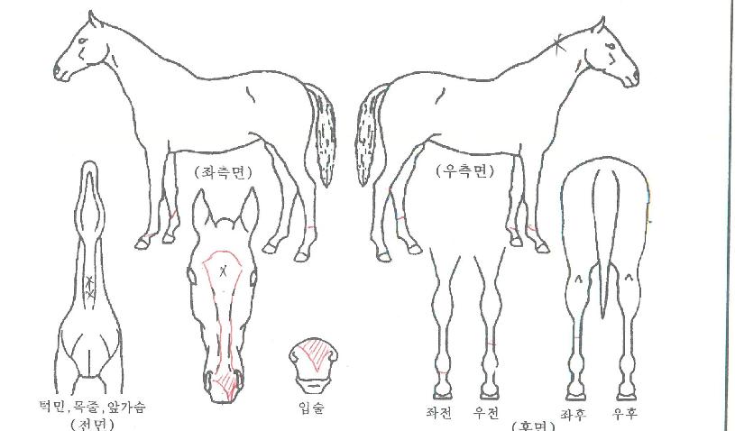 ºê¶ó¿îÆÄÀÌÀÇ Ãø¸é,¿ì¸é,µÞ¸é,µÎ»ó,´Ù¸®ÀÇ Æ¯Â¡µµÇØ