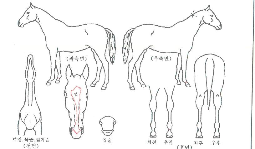 ����Ƽ���� ����,���,�޸�,�λ�,�ٸ��� Ư¡����