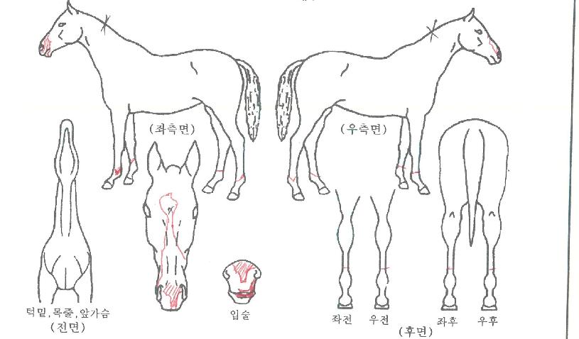 ¿ÀÅä¼Ò´ÐÀÇ Ãø¸é,¿ì¸é,µÞ¸é,µÎ»ó,´Ù¸®ÀÇ Æ¯Â¡µµÇØ