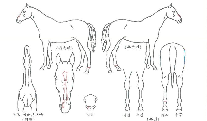 ½ºÆä¼È¹ÂÁ÷ÀÇ Ãø¸é,¿ì¸é,µÞ¸é,µÎ»ó,´Ù¸®ÀÇ Æ¯Â¡µµÇØ