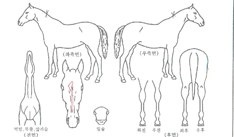 °ñµå¿ì°¥¶óÀÇ Ãø¸é,¿ì¸é,µÞ¸é,µÎ»ó,´Ù¸®ÀÇ Æ¯Â¡µµÇØ