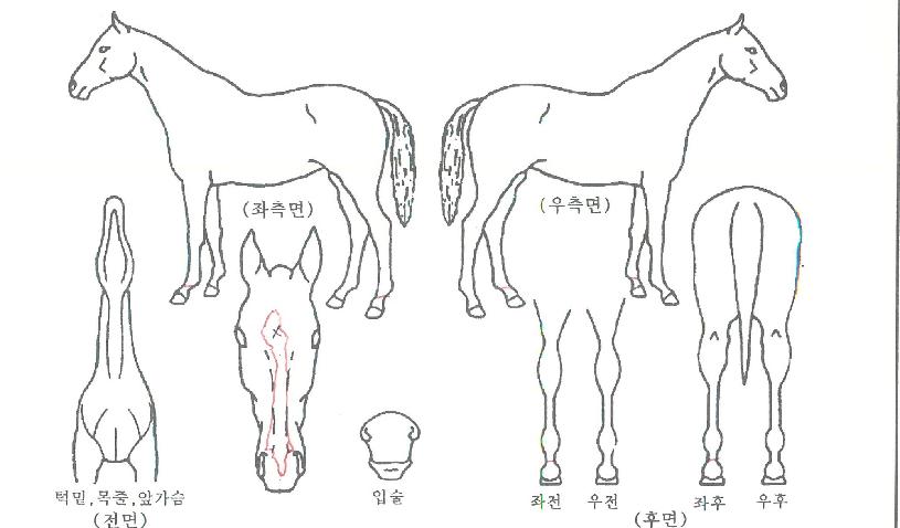 ����Ĺ�ڸ��� ����,���,�޸�,�λ�,�ٸ��� Ư¡����