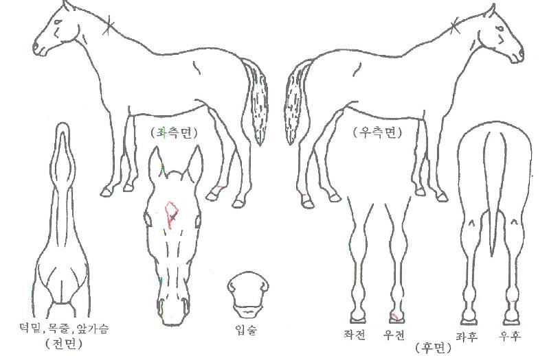 ��������� ����,���,�޸�,�λ�,�ٸ��� Ư¡����