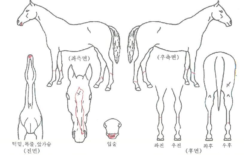 ³¡ÆÇŬ·ÎÁ®ÀÇ Ãø¸é,¿ì¸é,µÞ¸é,µÎ»ó,´Ù¸®ÀÇ Æ¯Â¡µµÇØ