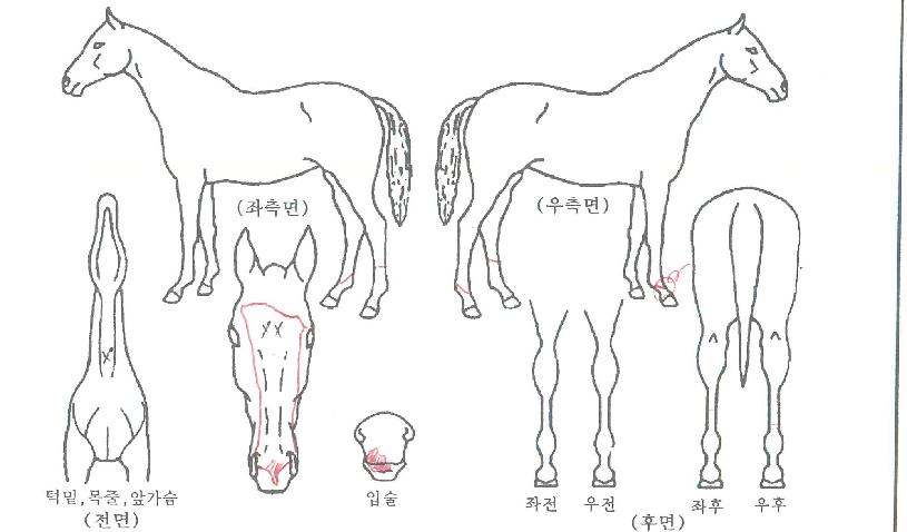 ·Õ·±µå¸²ÀÚ¸¶ÀÇ Ãø¸é,¿ì¸é,µÞ¸é,µÎ»ó,´Ù¸®ÀÇ Æ¯Â¡µµÇØ