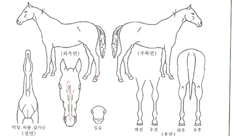 ²¿²¿¸¶·¹À̵ðÀÇ Ãø¸é,¿ì¸é,µÞ¸é,µÎ»ó,´Ù¸®ÀÇ Æ¯Â¡µµÇØ