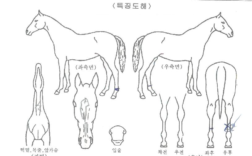 ´ë±º¿ÁÀÇ Ãø¸é,¿ì¸é,µÞ¸é,µÎ»ó,´Ù¸®ÀÇ Æ¯Â¡µµÇØ