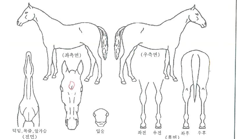 ŷ���꼱������ ����,���,�޸�,�λ�,�ٸ��� Ư¡����