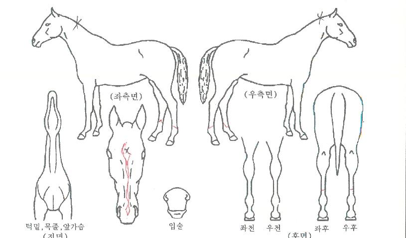 ���ʺ극���� ����,���,�޸�,�λ�,�ٸ��� Ư¡����