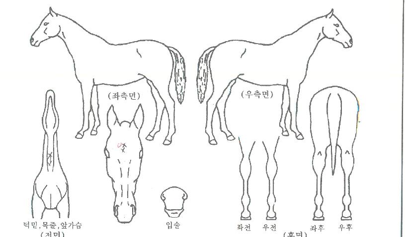 õ�������� ����,���,�޸�,�λ�,�ٸ��� Ư¡����