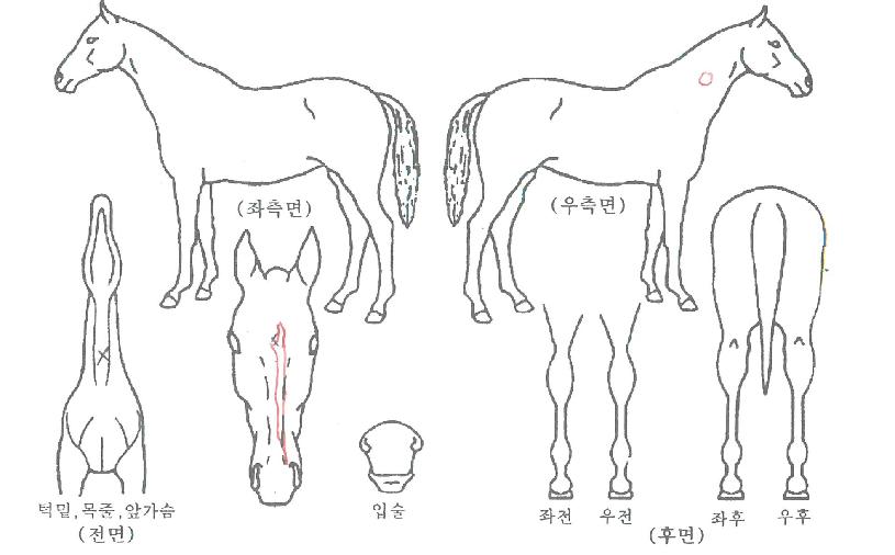 ÅõÆ÷¿¡¹öÀÇ Ãø¸é,¿ì¸é,µÞ¸é,µÎ»ó,´Ù¸®ÀÇ Æ¯Â¡µµÇØ