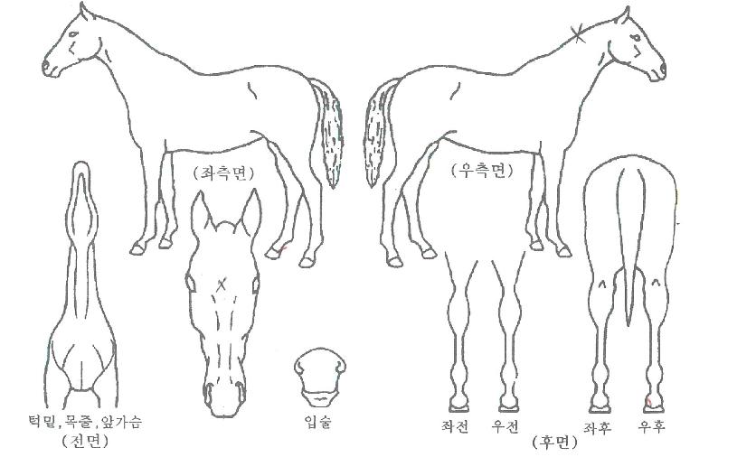 ·Î¿¼ÖÀúÀÇ Ãø¸é,¿ì¸é,µÞ¸é,µÎ»ó,´Ù¸®ÀÇ Æ¯Â¡µµÇØ