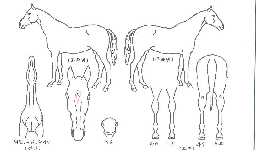 ������õ���� ����,���,�޸�,�λ�,�ٸ��� Ư¡����