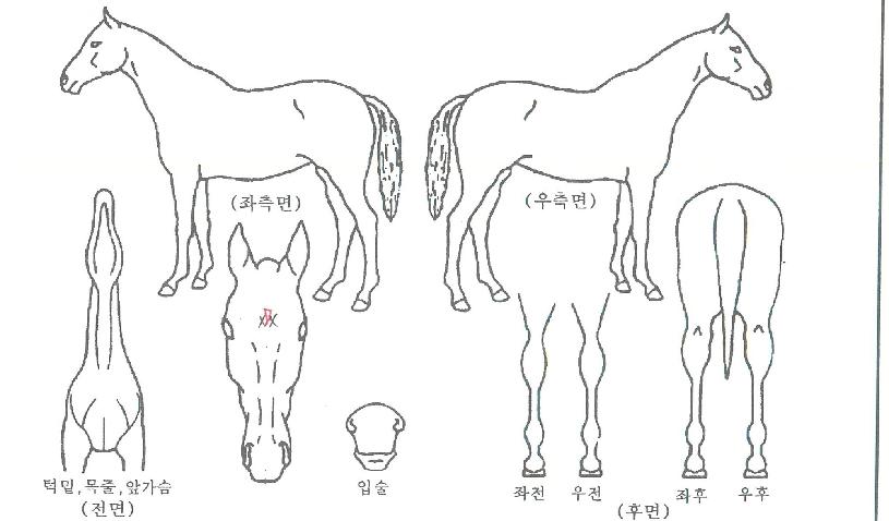 Å«·¯ºêÀÇ Ãø¸é,¿ì¸é,µÞ¸é,µÎ»ó,´Ù¸®ÀÇ Æ¯Â¡µµÇØ