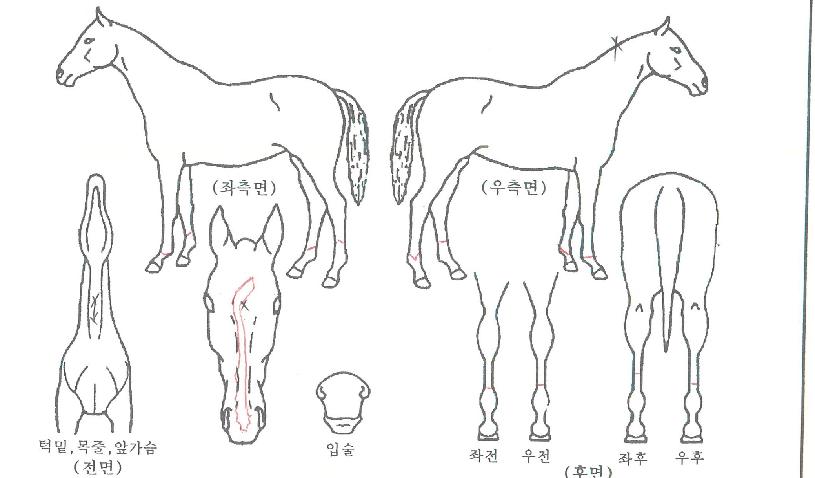 ��ġ�����̵��� ����,���,�޸�,�λ�,�ٸ��� Ư¡����