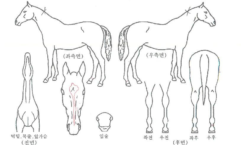 ¸ÞÀÌÀúÈ÷Æ®ÀÇ Ãø¸é,¿ì¸é,µÞ¸é,µÎ»ó,´Ù¸®ÀÇ Æ¯Â¡µµÇØ