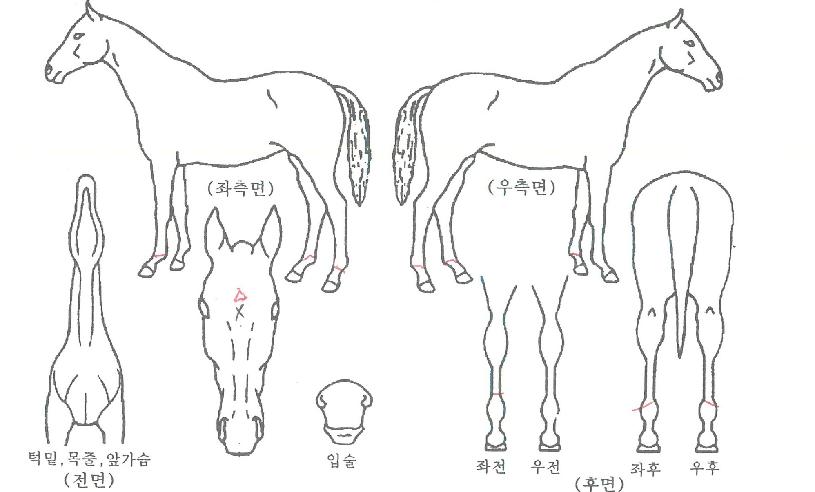 »õ·Î¿î½ÂÀÚÀÇ Ãø¸é,¿ì¸é,µÞ¸é,µÎ»ó,´Ù¸®ÀÇ Æ¯Â¡µµÇØ