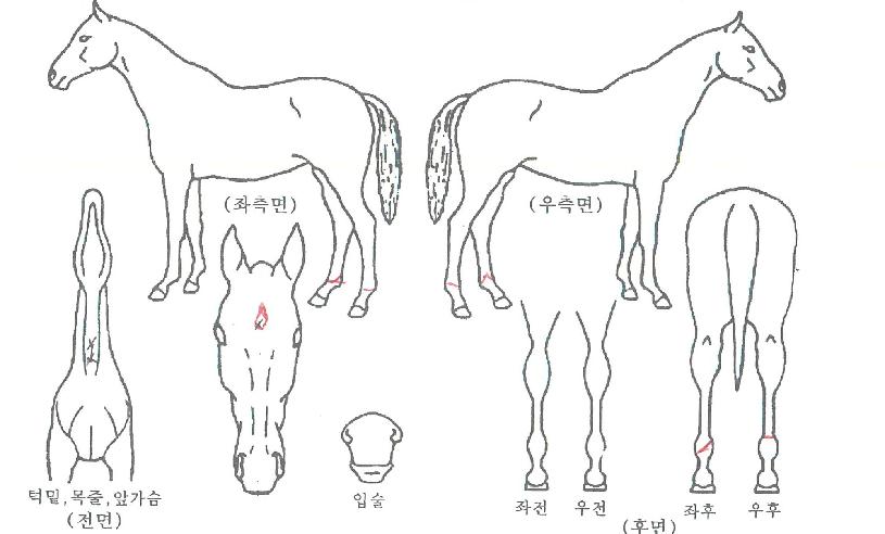 õ³âÀǺñÀÇ Ãø¸é,¿ì¸é,µÞ¸é,µÎ»ó,´Ù¸®ÀÇ Æ¯Â¡µµÇØ