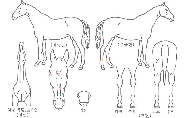 Ű½ºÀδõÆÄÅ©ÀÇ Ãø¸é,¿ì¸é,µÞ¸é,µÎ»ó,´Ù¸®ÀÇ Æ¯Â¡µµÇØ