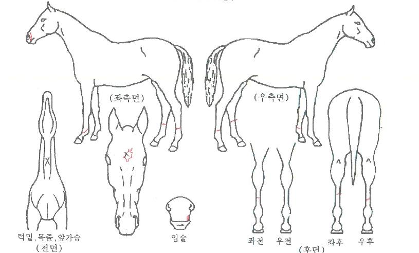 ���̿�ŷ�� ����,���,�޸�,�λ�,�ٸ��� Ư¡����