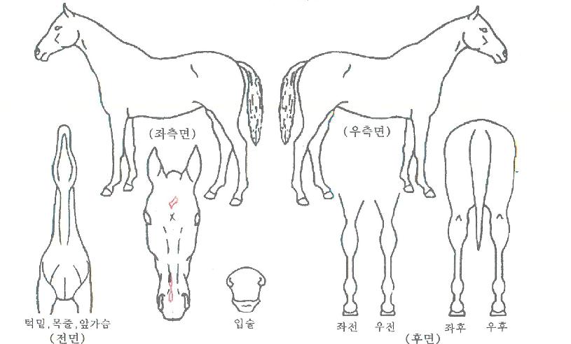 ¼ºÆÄÀåÀÇ Ãø¸é,¿ì¸é,µÞ¸é,µÎ»ó,´Ù¸®ÀÇ Æ¯Â¡µµÇØ