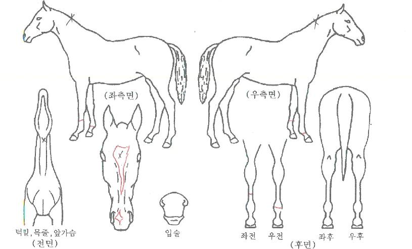 Äý¹ÎµðÀÚ¸¶ÀÇ Ãø¸é,¿ì¸é,µÞ¸é,µÎ»ó,´Ù¸®ÀÇ Æ¯Â¡µµÇØ