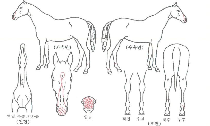 ŸÀÓÀ§³ÊÀÇ Ãø¸é,¿ì¸é,µÞ¸é,µÎ»ó,´Ù¸®ÀÇ Æ¯Â¡µµÇØ